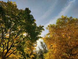 l'automne forêt Contexte. brillant des arbres dans le tomber photo