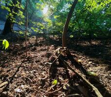 vert forêt Contexte. la nature et Soleil poutres photo