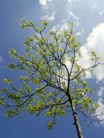 été arbre dans le Soleil des rayons photo