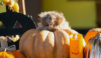 une marrant hirsute duveteux hamster est assis sur une citrouille et mâche une feuille dans une Halloween décor parmi guirlandes, lanternes, bougies. récolte Festival photo