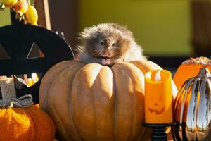 une marrant hirsute duveteux hamster est assis sur une citrouille et mâche une feuille dans une Halloween décor parmi guirlandes, lanternes, bougies. récolte Festival photo