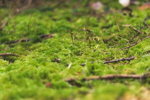 vert mousse sur le sol de une forêt tropicale photo
