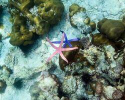 étoile de mer bleu rose Couleur sur main dans andaman mer ,petit animal fragile photo