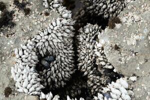 blanc moules sur le rochers dans pacifique océan photo
