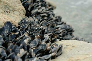 océan coquilles croissance sur le Roche photo