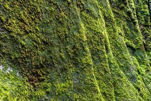 mousse couvert Roche sur une proche en haut coup photo