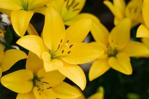 fleurs de lys jaunes dans le jardin d'été photo