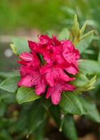 brillant rose violet fleurs rhododendron nova zembla dans printemps et jardin photo