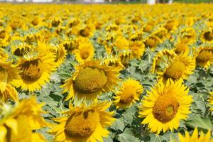 champ de tournesols photo