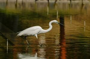 une blanc oiseau est en marchant dans le l'eau photo