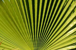 une proche en haut de une paume feuille avec vert feuilles photo