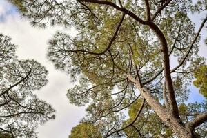 grand pin des arbres sont vu contre une ciel photo