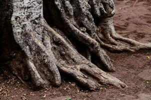 le les racines de une arbre sont montré dans cette photo