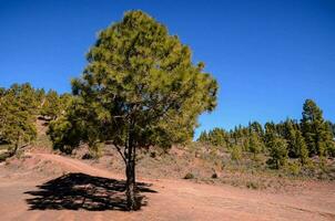 une seul pin arbre dans le milieu de une désert photo