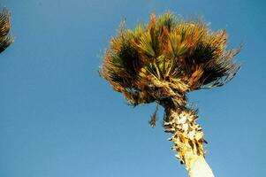 paume arbre contre bleu ciel photo