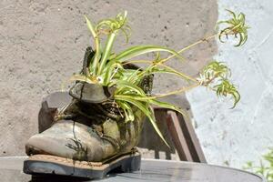 bottes avec les plantes dans leur photo