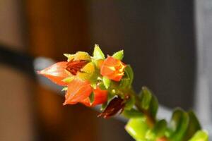 une petit plante avec rouge fleurs photo
