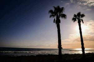 paume des arbres sur le plage à le coucher du soleil photo