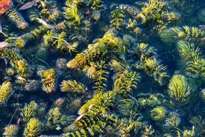 une proche en haut de vert les plantes dans le l'eau photo