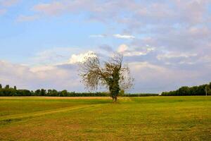 une seul arbre dans une champ avec une bleu ciel photo