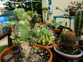 une groupe de cactus les plantes dans des pots sur une patio photo