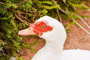 une blanc canard avec rouge yeux est permanent dans le saleté photo