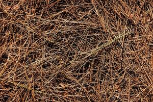 sec herbe texture Contexte photo