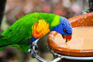 une coloré perroquet photo