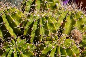 Contexte avec cactus photo