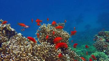 l'or de la mer. les antias les plus communs dans la mer rouge. photo