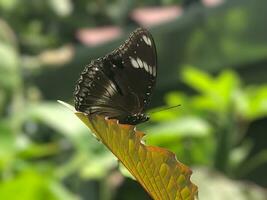 une noir et blanc papillon sur une feuille photo