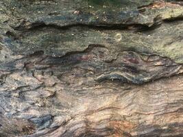 une proche en haut de une arbre avec certains peindre sur il photo