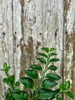 vert feuilles sur le vieux en bois mur. Naturel Contexte et texture. photo