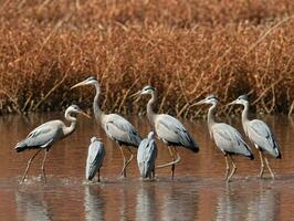 une groupe de des oiseaux en marchant dans une corps de l'eau. ai généré photo