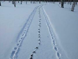 une Piste dans le neige avec empreintes dans le neige. ai généré photo