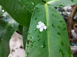 humide feuilles après pluie avec fleurs sur eux. photo