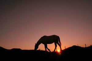 silhouette de cheval dans la campagne et beau fond de coucher de soleil photo