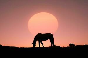 silhouette de cheval dans la campagne et beau fond de coucher de soleil photo