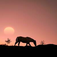 silhouette de cheval dans la campagne et beau fond de coucher de soleil photo