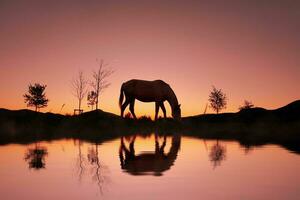 silhouette de cheval dans la campagne et beau fond de coucher de soleil photo