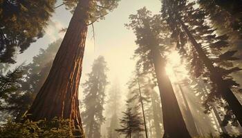 une dense forêt avec imposant des arbres ai généré photo