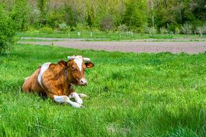 la photographie sur thème magnifique gros Lait vache broute sur vert Prairie en dessous de bleu ciel photo