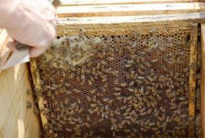 l'abeille ailée vole lentement vers l'apiculteur pour recueillir le nectar sur le rucher privé photo