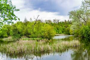 beau roseau des marais d'herbe poussant sur le réservoir du rivage dans la campagne photo