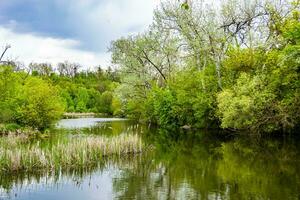 beau roseau des marais d'herbe poussant sur le réservoir du rivage dans la campagne photo