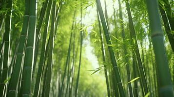 une forêt de bambou ai généré photo