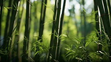 une proche en haut de certains bambou ai généré photo