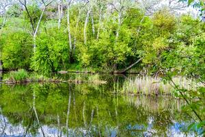 beau roseau des marais d'herbe poussant sur le réservoir du rivage dans la campagne photo