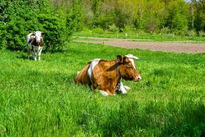 la photographie sur thème magnifique gros Lait vache broute sur vert Prairie en dessous de bleu ciel photo