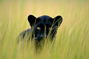 magnifique portrait de une noir panthère de le jaguar espèces. neural réseau ai généré photo